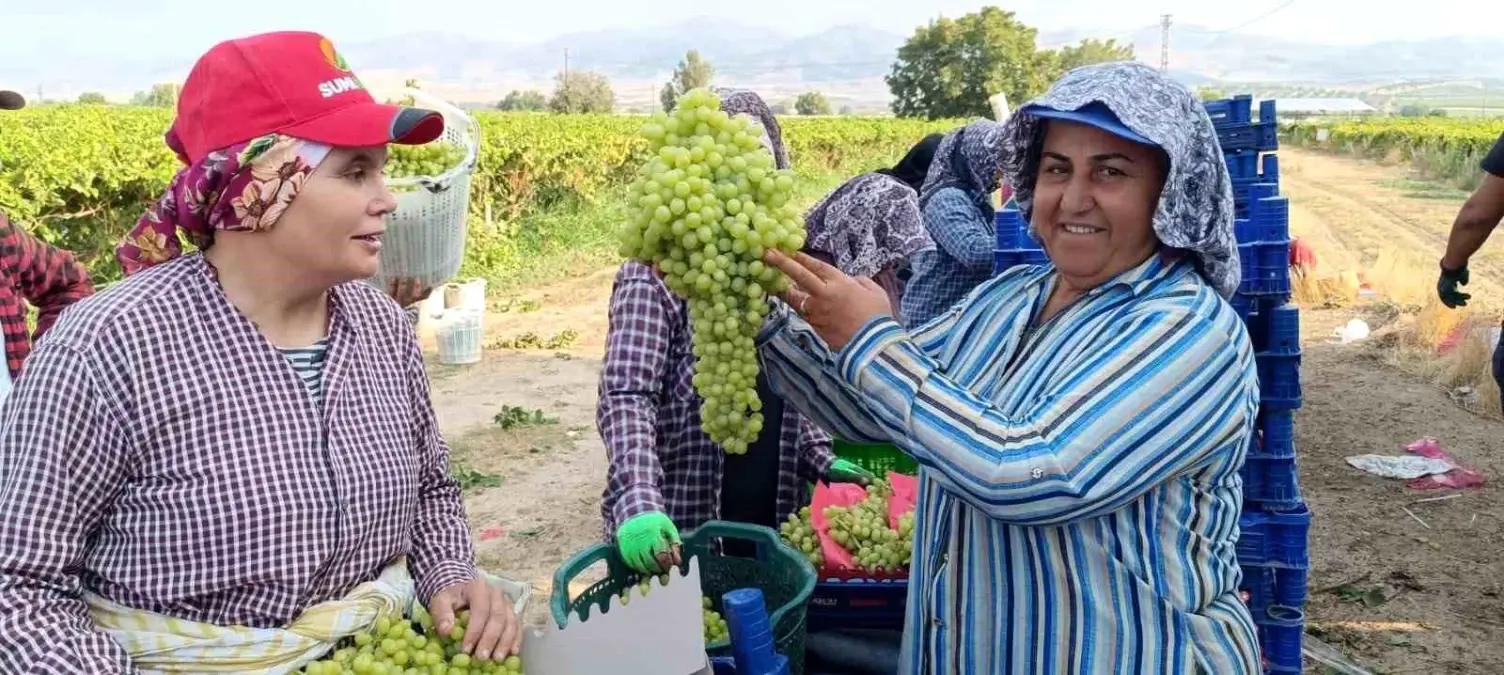 dev uzum salkimi sarigolde bulundu VmvZFO3W