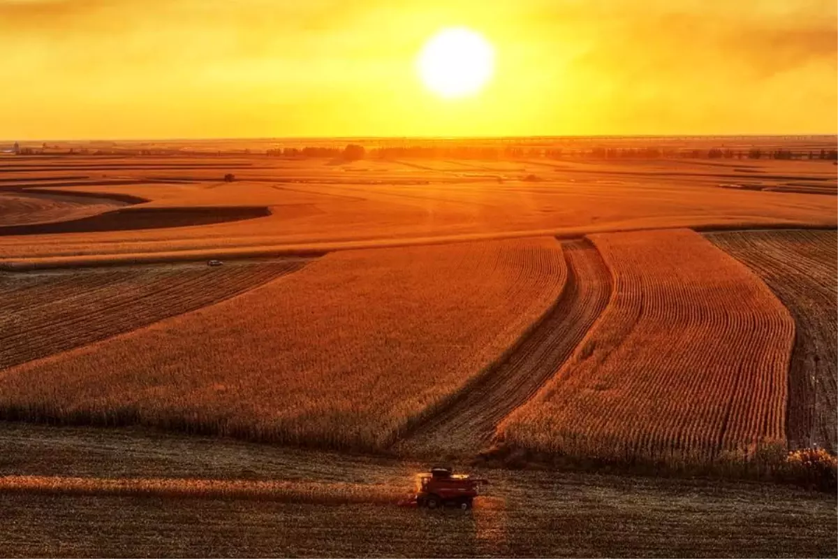 cinde sonbahar hasadi hizla devam ediyor vKmfIUO5.jpg