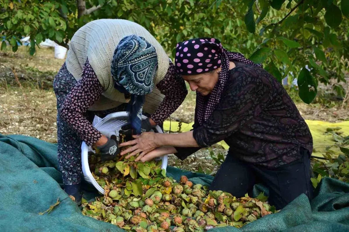 demircide ceviz hasadi basladi 3cEQGVbQ.jpg