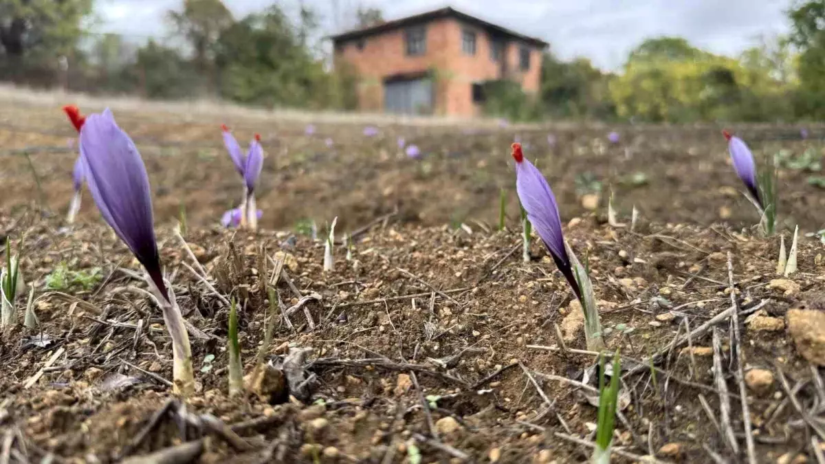 karabukte dunyanin en pahali baharati safran erken cicek acti qAWwViL6.jpg
