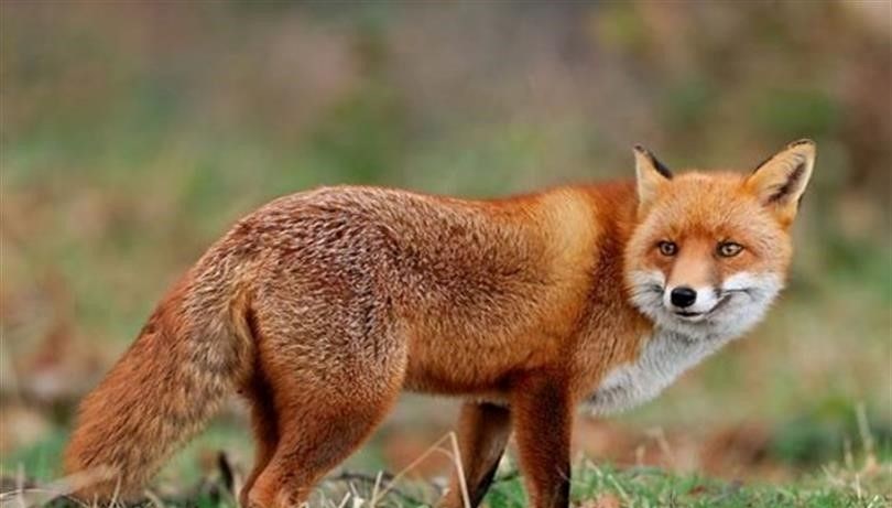 malatyada yaban hayvanlari havadan asilanacak 6CdBCtaO