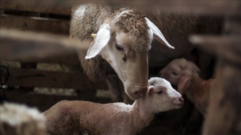 Küçükbaş Hayvancılığa Yönelik Destek Projesi Başvuruları Nisan’da Başlıyor