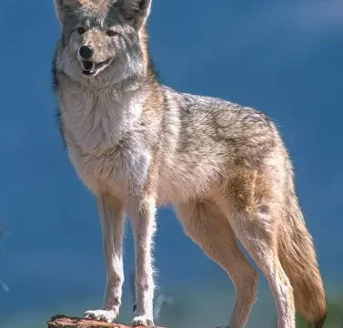 Kalkışta Şok Anlar! Uçak Kır Kurduyla Çarpışarak Acil İniş Yaptı