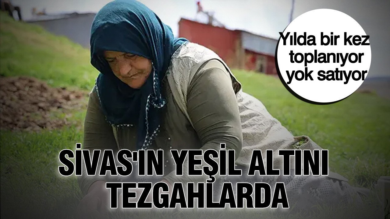 Sivasin yesil altini tezgahlarda yilda bir kez toplaniyor yok satiyor u2kUwNZ2